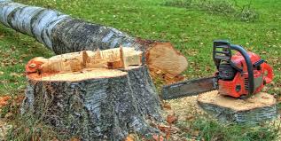 Reliable Treasure Lake, PA Tree Removal and Landscaping Services Solutions